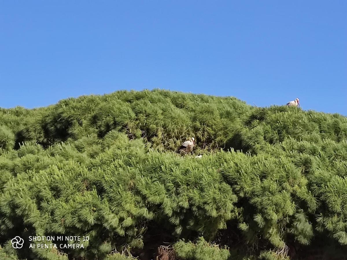 Pueblos Blancos Вехер-де-ла-Фронтера Екстер'єр фото
